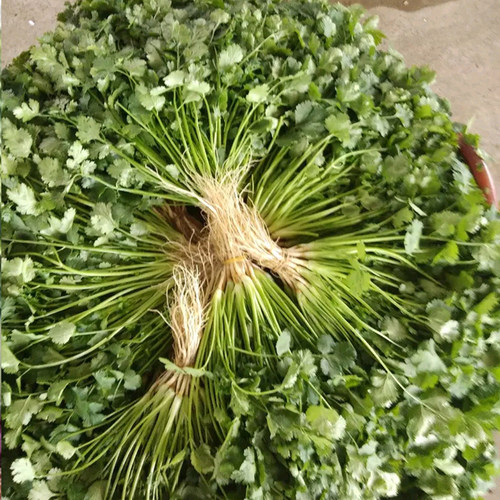 四季香菜种子 农田菜园可盆栽老品种大小叶芫荽香菜蔬菜籽 - 图1
