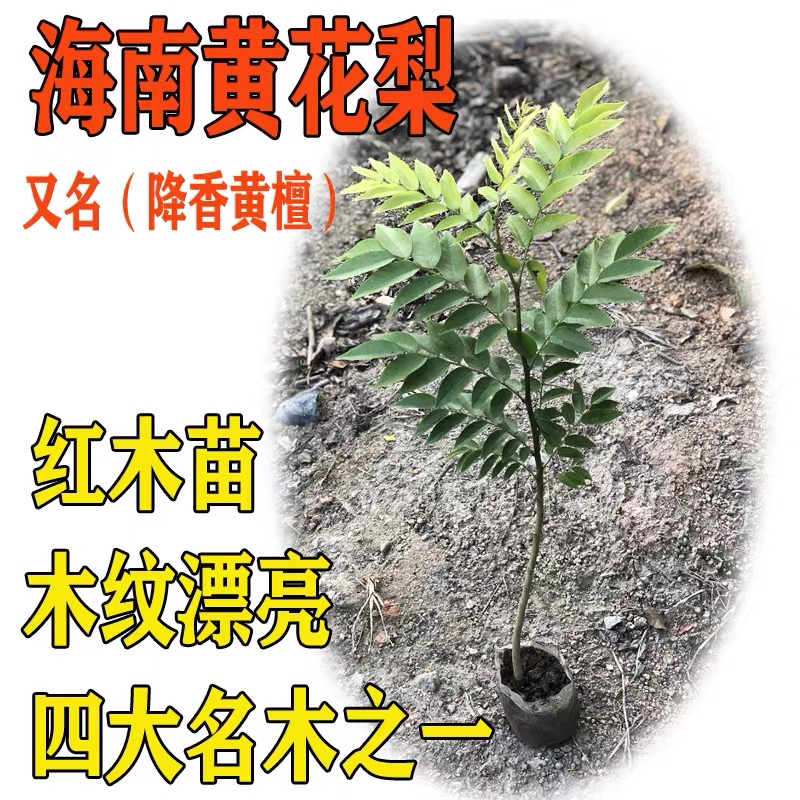 名贵苗木正宗奇楠沉香树苗小叶紫檀金丝楠木树苗海南黄花梨树苗-图0