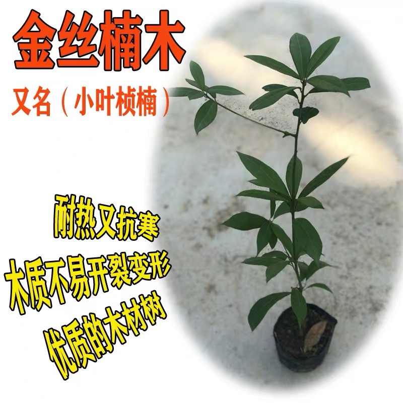 名贵苗木正宗奇楠沉香树苗小叶紫檀金丝楠木树苗海南黄花梨树苗-图1