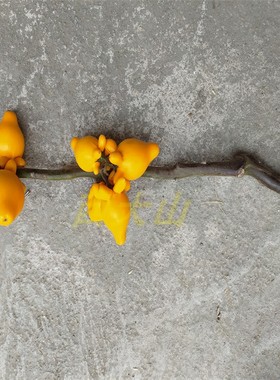 花卉客厅前台插瓶西大山鲜切枝条