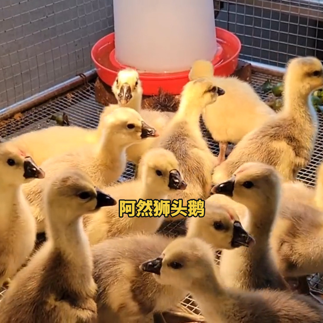 阿然狮头鹅农家特大种一代家养健康汕头澄海鹅肉高产大型狮子头鹅,淘宝优惠券,粉丝福利购,淘宝优惠卷