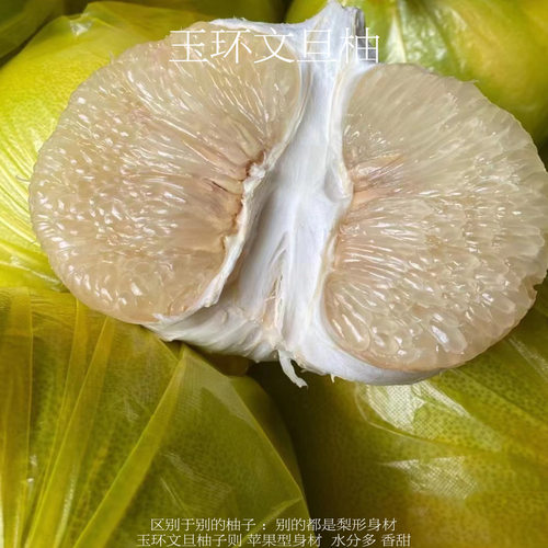 正宗玉环文旦树苗 玉环文旦苗。文旦苗 滦苗  玉环柚子苗 - 图1