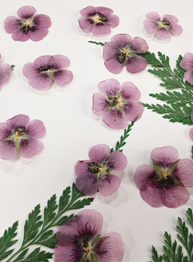 DIY手工干花标本压花真花装饰