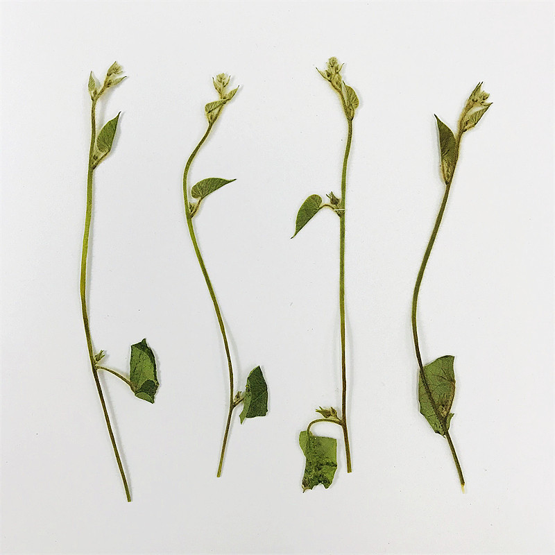 牵牛藤叶干花贴画框装饰画diy滴胶饰品植物教学标本灯罩压花相框,淘宝优惠券,粉丝福利购,淘宝优惠卷