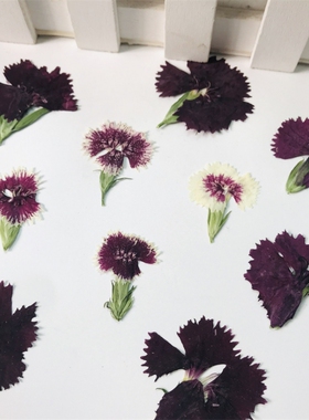 石竹干花标本diy手工押花
