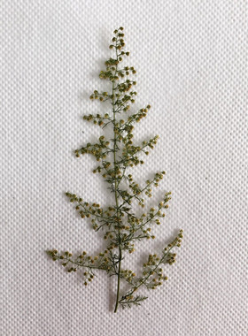 黄蒿穗 押花书签学生手工制作材料儿童创作标本diy滴胶手机壳干花