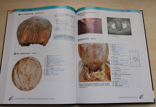 McMinn和Abraham临床人体解剖学图谱(第7版)(英)彼得.亚伯拉罕等编中英文对照人体解剖学图谱全译天津科技翻译出版有限公司正版书-图2