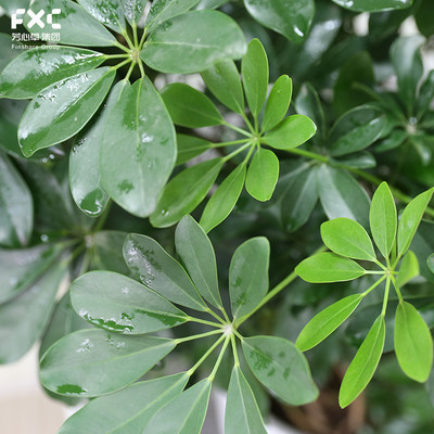 芳心草大型室内盆栽植物鸭脚木除甲醛开业乔迁绿植花卉同城配送 虎窝淘