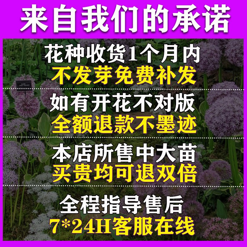 大花葱种子种籽子葱花庭院花园绿植花葱植物子多年生花卉盆栽 - 图0