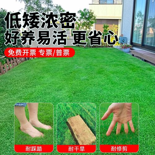 广东草皮带泥土真草坪易活大叶油草坪绿化马尼拉草台湾草庭院工程 - 图1