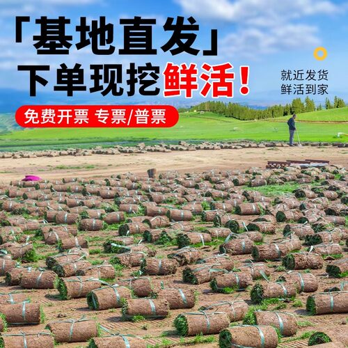 广东草皮带泥土真草坪易活大叶油草坪绿化马尼拉草台湾草庭院工程 - 图0