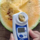 Golden Luohuang watermelon seeds have high germination rate in all seasons
