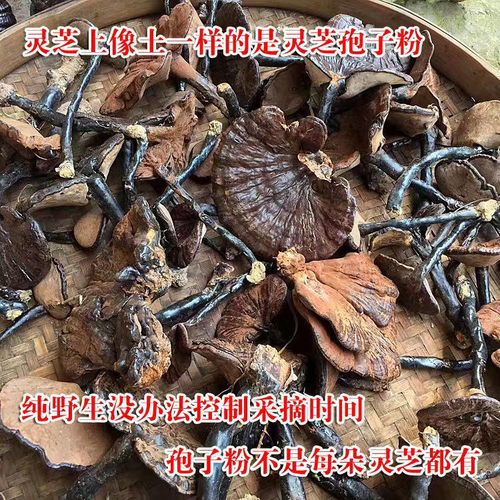 广西深山正宗纯野生灵芝干货250g整朵可切片泡酒长腿紫黑灵芝不苦 - 图2
