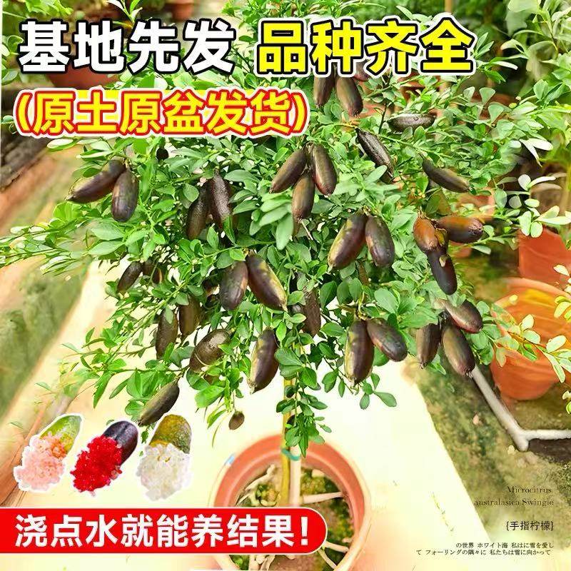 手指柠檬树苗澳洲新品种柠檬苗嫁接香柠当年结果精选种植盆栽地栽,淘宝优惠券,粉丝福利购,淘宝优惠卷