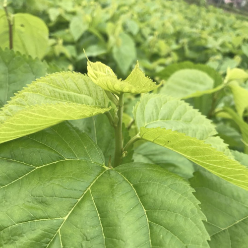 新鲜纯桑叶片混搭老嫩小蚕大蚕宝宝饲料鲜树苗现摘桑树叶桑园直发 - 图0