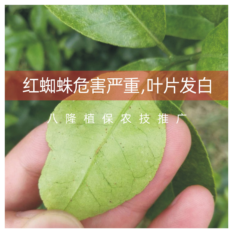 柑橘桔脐橙红蜘蛛组合专用药杀螨卵丙溴磷阿维菌素乙螨唑杀虫螨剂 - 图1