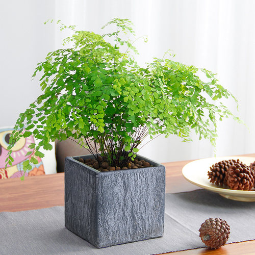 北欧创意仿石头发财树盆绿萝多肉植物盆栽方形陶瓷水泥大花盆托盘 - 图2