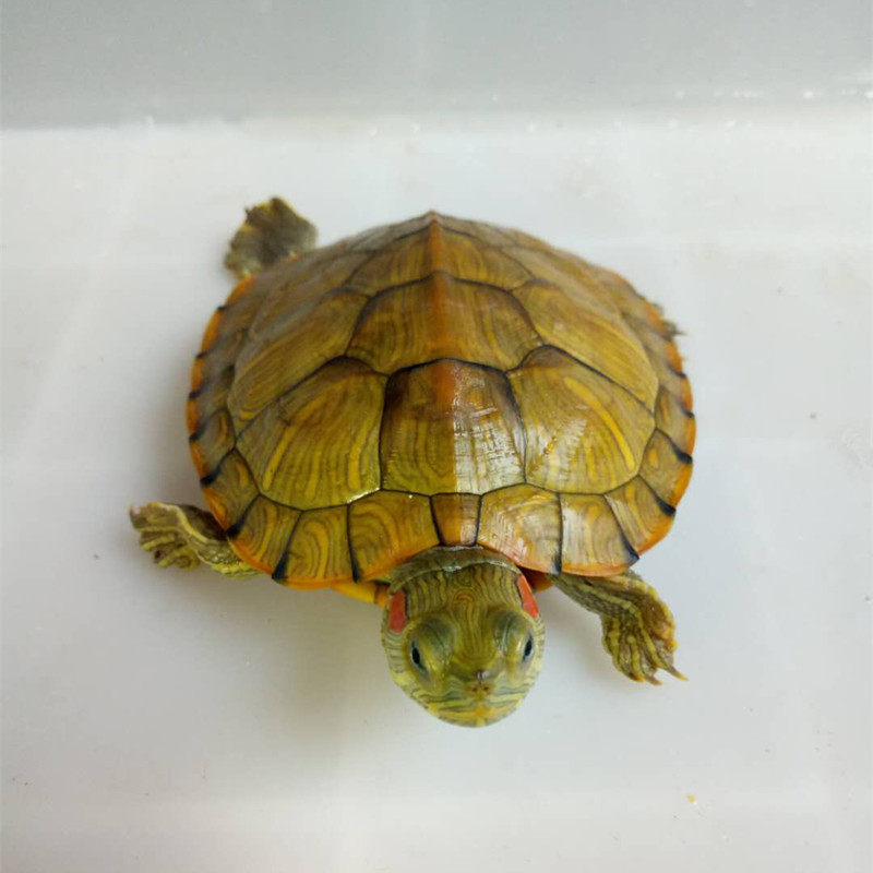 哈希娱乐- 哈希游戏平台- 哈希游戏官方网站丰台区失智老人养老好去处：首开寸草马家堡院——养老服务明细(含2026年费用)及收住对象