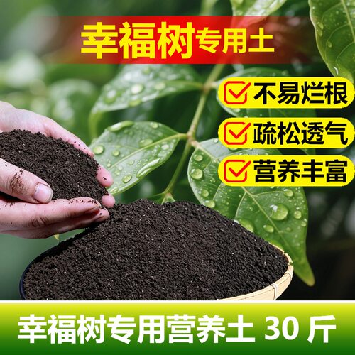 幸福树专用土料盆栽绿宝树土壤复合营养土种植肥有机肥花卉土家用 - 图1