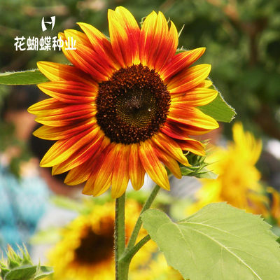 向日葵种子食用葵切花向日葵花种籽室内外盆栽观赏葵花籽油葵种孑 虎窝淘