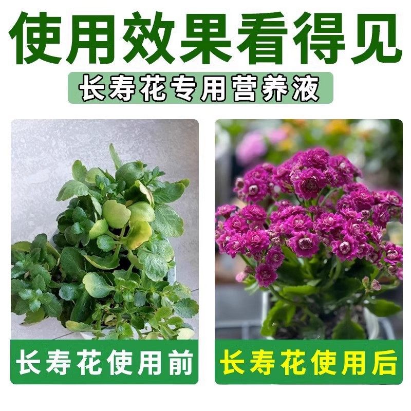 长寿花专用营养液四季催开花延长花期烂根黄叶花色艳免稀释营养液