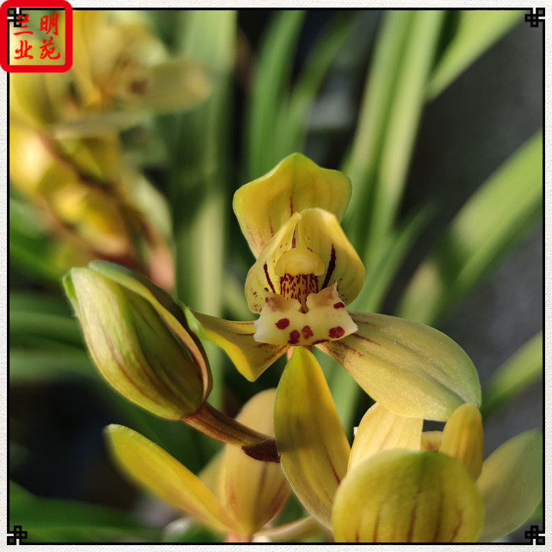 建兰忆香荷夏秋开花荷瓣花