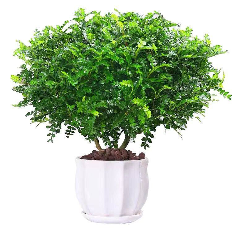 爆盆清香木胡椒木蛋糕西餐饮品烘培甜品装饰点缀新鲜好养植物叶子,淘宝优惠券,粉丝福利购,淘宝优惠卷