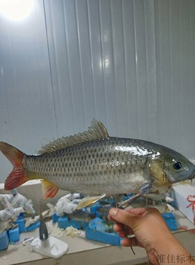 定制海洋淡水真鱼类剥制标本加工制作科普旗鱼展览示摄影道具装饰