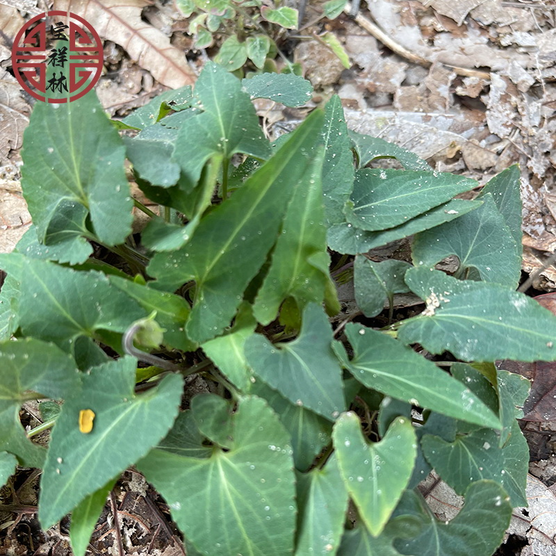 宝祥林犁头草250g新鲜紫花地丁现采挖犁嘴草玉如意心叶堇菜铧头草-图1