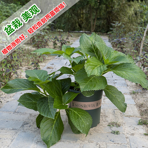 花盆环球加仑盆1/2/3/5加/7加仑盆月季绣球绿萝特大树脂塑料花盆 - 图2