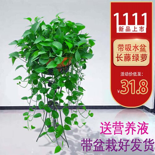 大盆绿萝盆栽室内特大垂吊客厅绿箩长藤款家用除甲醛吊兰新房植物 - 图0