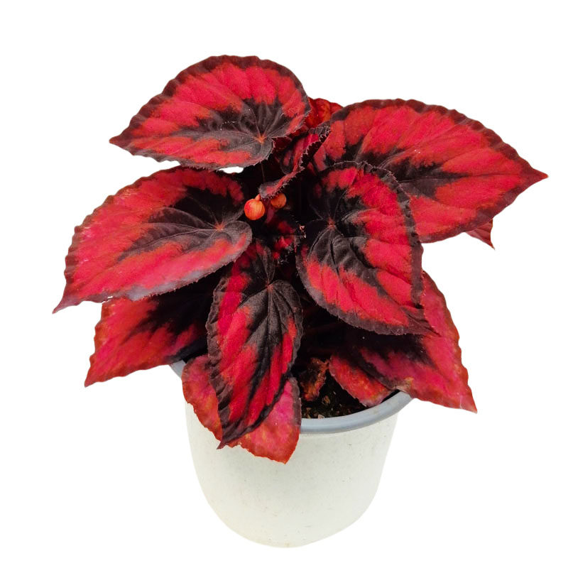 海伦秋海棠盆栽烟火焰火反蓝光彩蜗牛绿植室内阳台观叶植物,淘宝优惠券,粉丝福利购,淘宝优惠卷