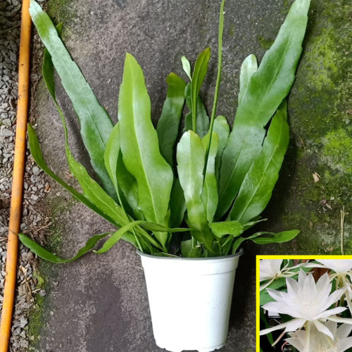 昙花一现鱼骨令箭卷叶昙花盆栽室内阳台庭院植物花卉养易成活植物 - 图2