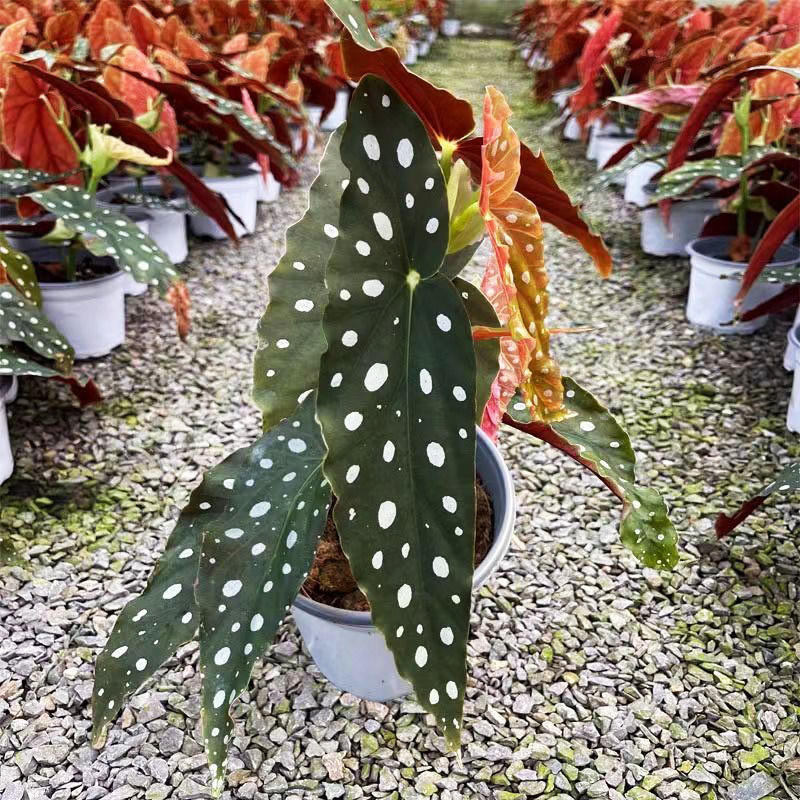 鳟鱼白冰富士山乌头杂网红开花竹节秋海棠室内绿植净化空气办公室,淘宝优惠券,粉丝福利购,淘宝优惠卷