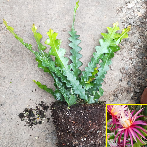 昙花一现鱼骨令箭卷叶昙花盆栽室内阳台庭院植物花卉养易成活植物 - 图0