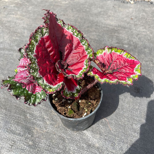 鳟鱼秋海棠白冰富士山热带植物鲜花绿植花盆马丁之谜室内客厅花园 - 图1