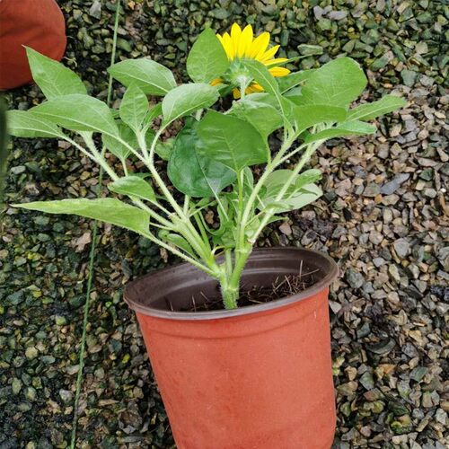 光辉岁月向日葵大苗盆栽带花苞花期长多年生阳台庭院四季花卉植物 - 图3