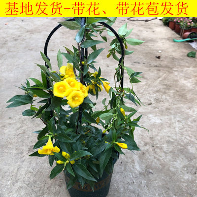 飘香藤攀爬腾类植物耐阴花卉盆栽双喜藤文藤盆景庭院爬藤植物花苗 虎窝淘