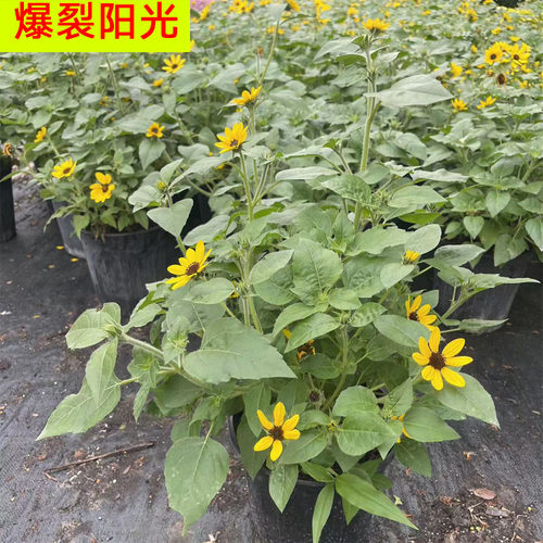超级向日葵光辉岁月炸裂阳光超级向日葵持续开花阳台庭院花卉植物 - 图1