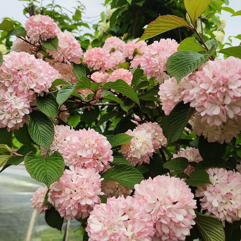 粉色木绣球荚蒾玫瑰达人粉色精灵大苗棒棒糖庭院地栽阳台木本花卉