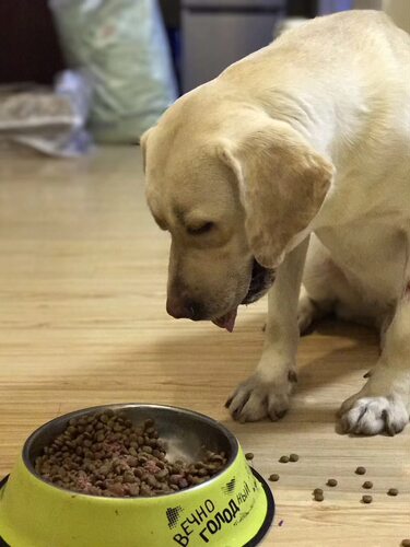 工作犬迷彩三十斤强壮骨增加肌肉丁老师搜救颗粒粮中国动物营养品 - 图3