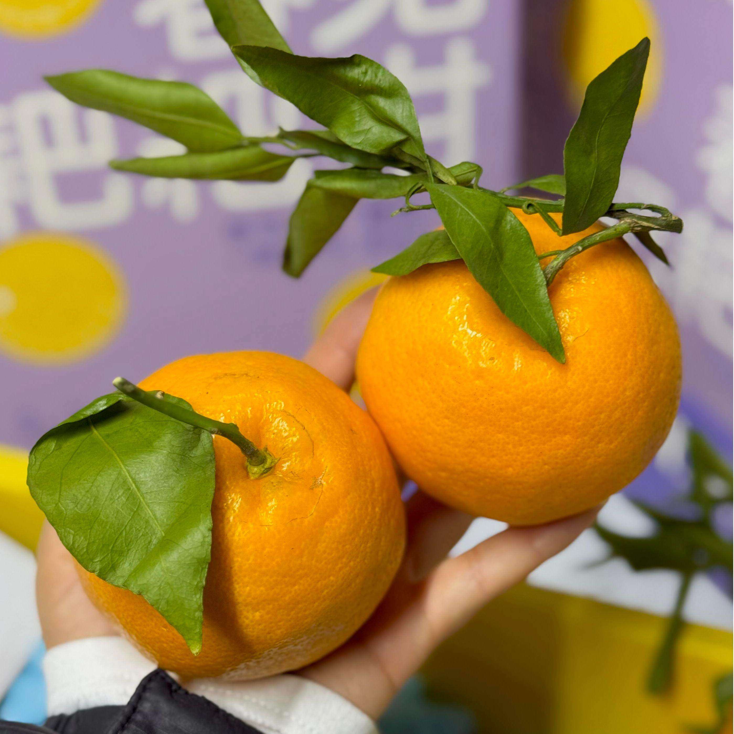 青藤社春见耙耙柑6斤礼盒装纯甜丑桔橘子新鲜当季水果顺丰,淘宝优惠券,粉丝福利购,淘宝优惠卷