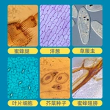 Профессиональный детский микроскоп, электронный портативный мобильный телефон для экспериментов для школьников, оптика, для средней школы, подарок на день рождения, наука, увеличение в 10000 раз