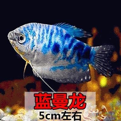 蓝曼龙鱼丽丽鱼黄曼龙鱼吃蛋白虫观赏鱼活体鱼淡水鱼新手鱼包邮 - 图0