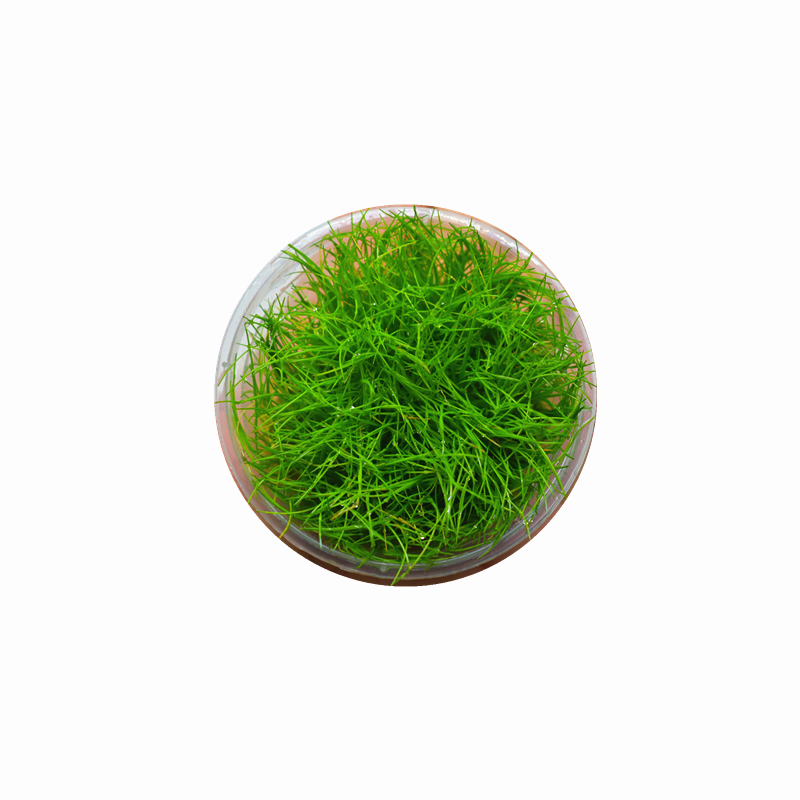 鱼缸前景水草迷你牛毛矮珍珠叉柱花鱼缸草坪新手水草活体水草好养 - 图3