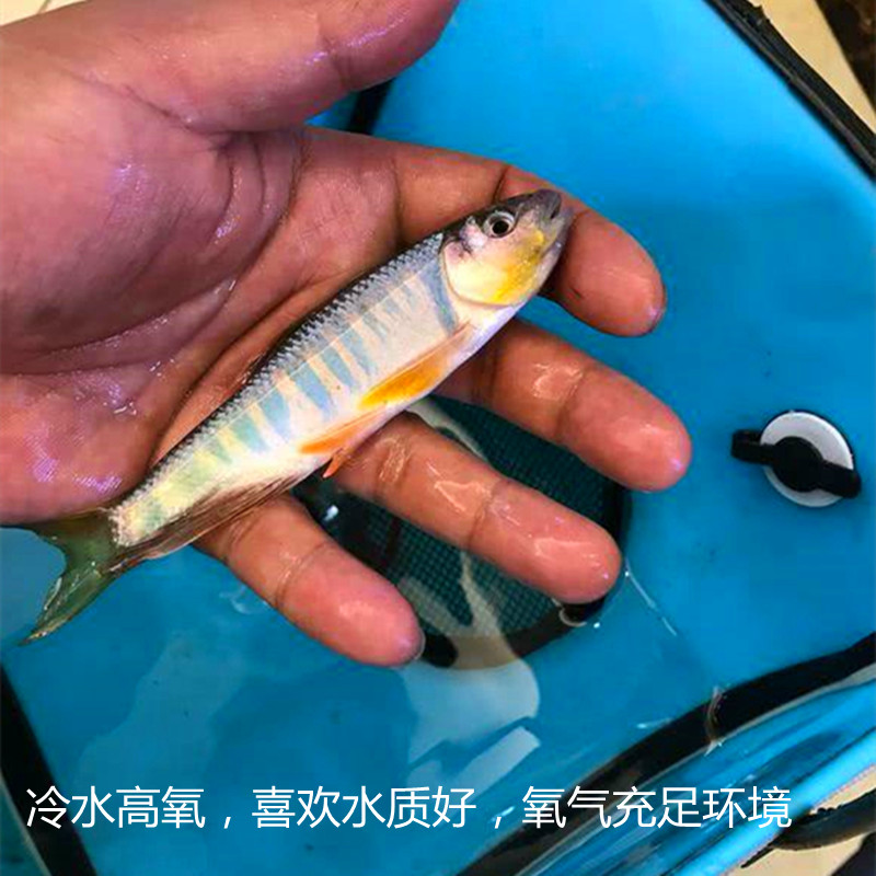 活体观赏鱼冷水鱼原生鱼长鳍鱲宽鳍鱲马口桃花鳑鲏溪流鱼不加温的-图1