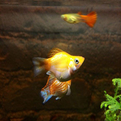 新手鱼胎生鱼玛丽鱼孔雀鱼米奇鱼月光鱼除油膜鱼观赏鱼活体鱼包邮