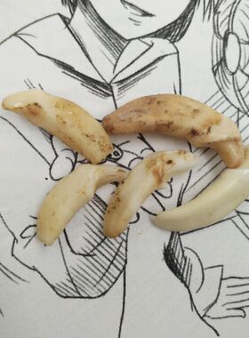 黑汪汪牙吊坠项链真前门牙护身符齿挂牙形男女压饰品4颗9.9包邮