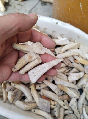 现拔真牛牙项链情侣牙吊坠儿童黑牙饰品手链男女士骨质汪汪牙