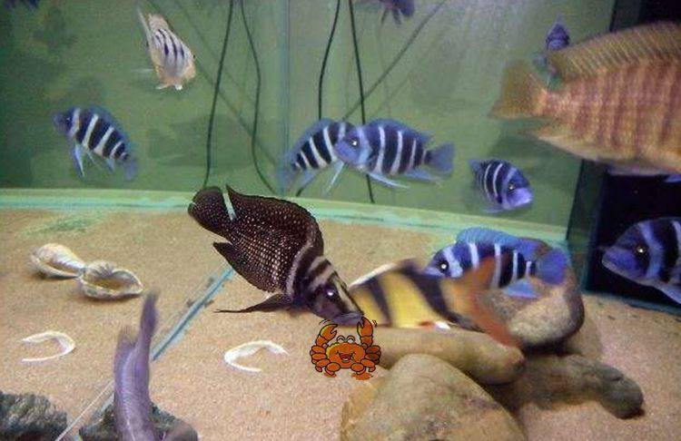 德系非洲三湖慈鲷坦鲷 黑水泼珍珠虎  黑水泼珍珠虎鱼 活体,淘宝优惠券,粉丝福利购,淘宝优惠卷